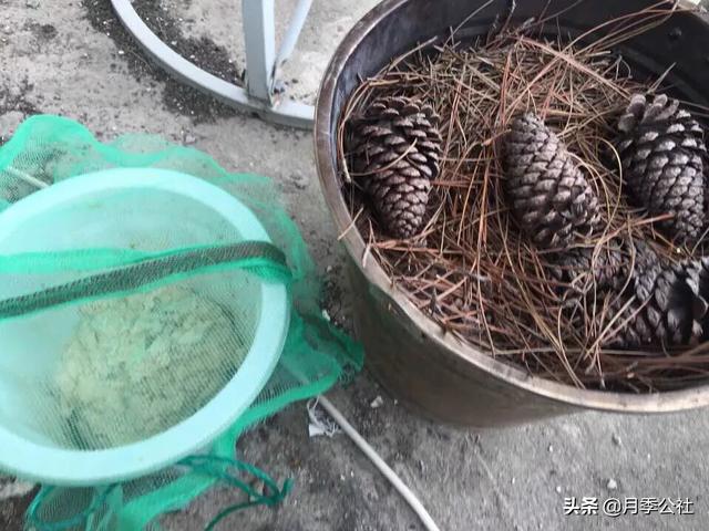 蔬菜种植怎么发酵，蔬菜种植怎么发酵的