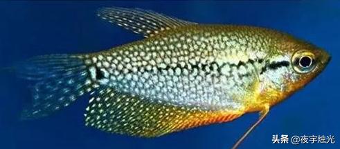 寵物魚種類?寵物魚種類圖片大全和名字!