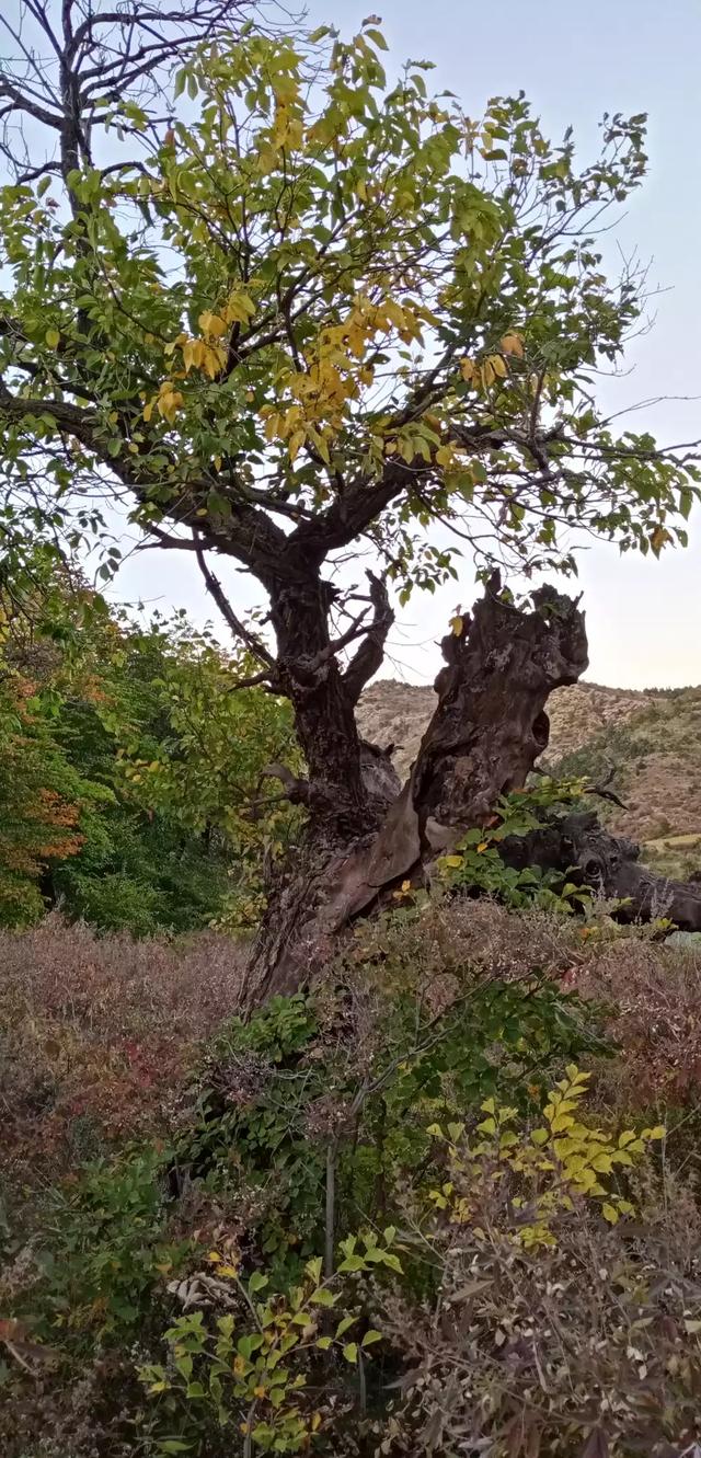 叶子花树,叶子花属