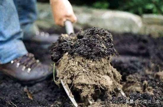 果园复合种植在有机果树,果园复合种植在有机果树上