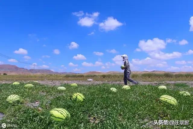 沙坡头图片（想知道:从中卫市到沙坡头区怎么坐公交？）