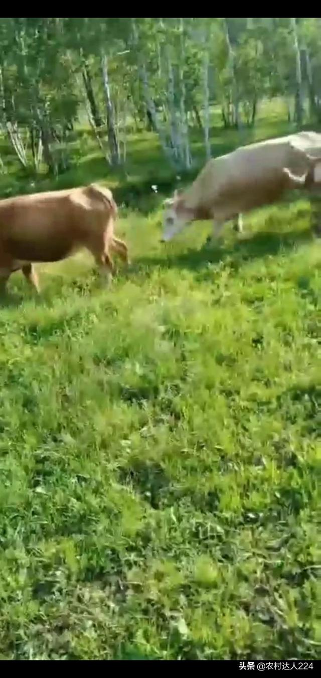 肉牛养殖场项目建议书怎么写 养牛办营业执照应写养殖场还是养殖场？