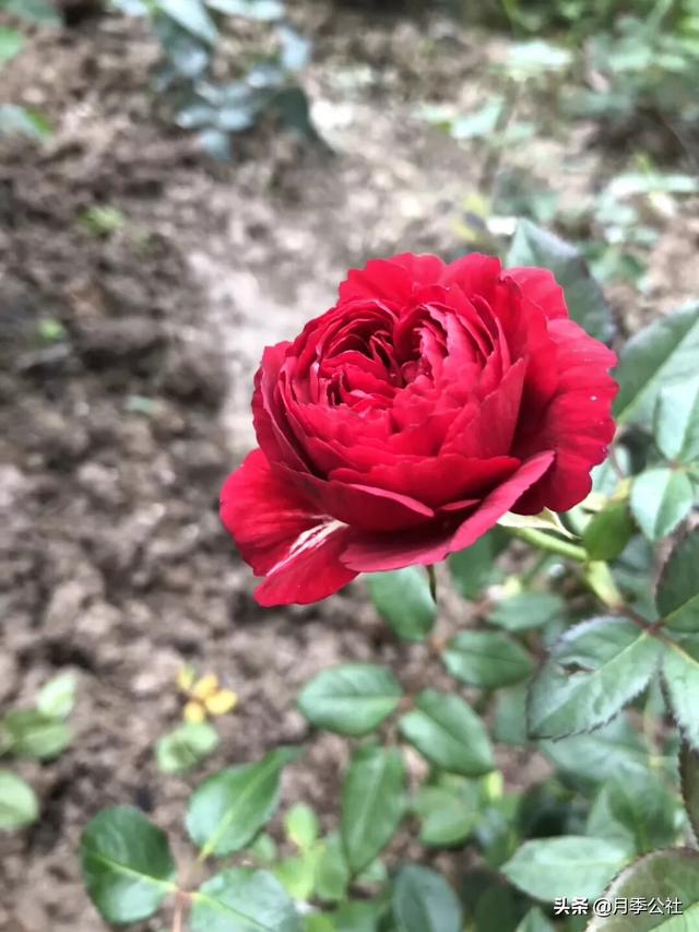 各种花卉 浇水顺序-各种花卉 浇水顺序图