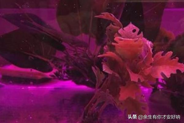 孢子的功效与作用和主治 孢子2-第2张图片-随然AIR主题