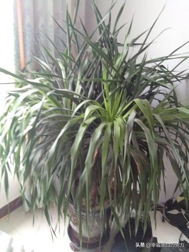 潍坊花卉直播带货? 潍坊花卉直播带货公司!