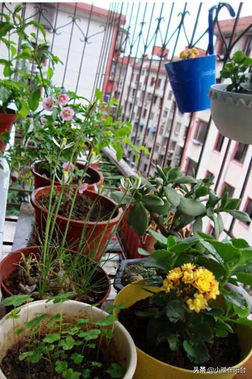 花卉盆景 （花卉盆景图片大全）