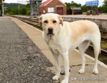 拉布拉多犬怎么训练,第1张