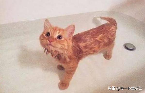 养猫怎么让屋里没有味道，养猫怎么不臭,第4张