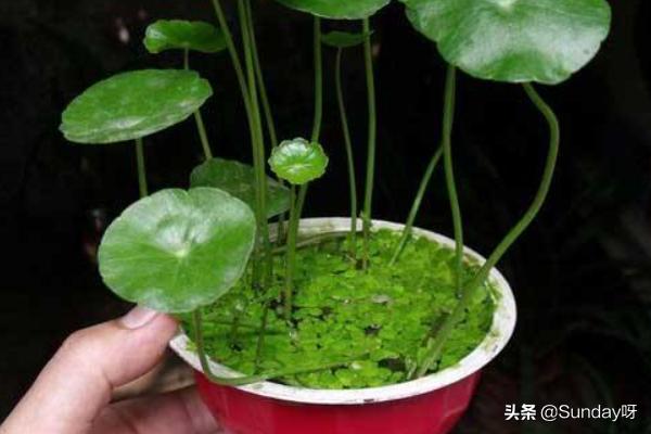 铜钱草花园种植方法图解,铜钱草花园种植方法图解大全