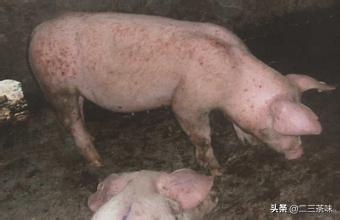 河南省周口市小猪怎么卖