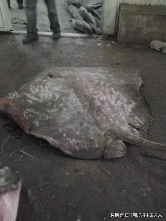 热带鱼要怎么吃才好吃(图11)