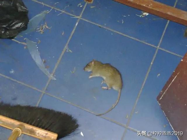 打老鼠方法？