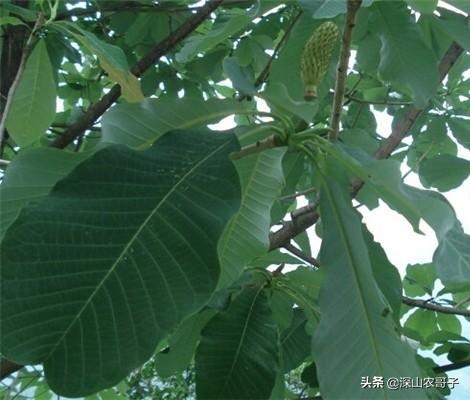 绿化种植土多少钱一方 花肥 浇水好