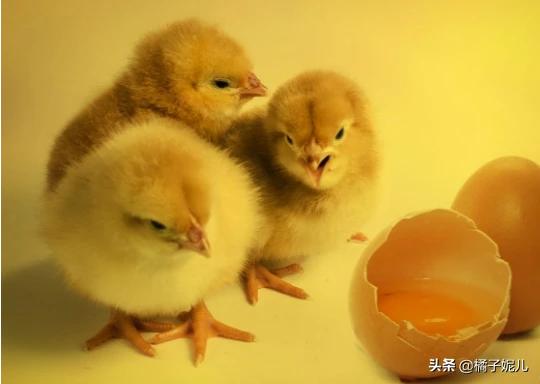 公鸡母鸡小鸡的英语怎么读 英语怎么说公鸡？