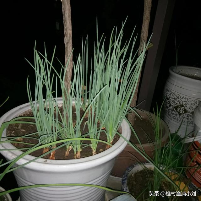 怎样在阳台上种植蔬菜,怎样在阳台上种植蔬菜呢