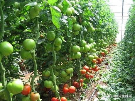 蔬菜种植培训技术培训，蔬菜种植培训技术培训内容