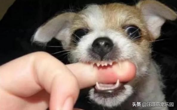 七个月的柯基为何会喜欢咬人,第4张