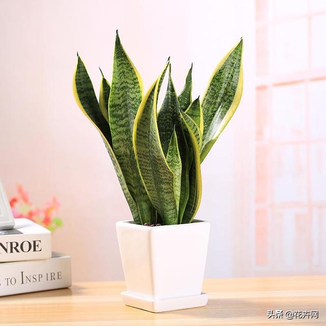 虎皮兰叶子枯萎，请问是怎么回事？可以挽救吗,第20张