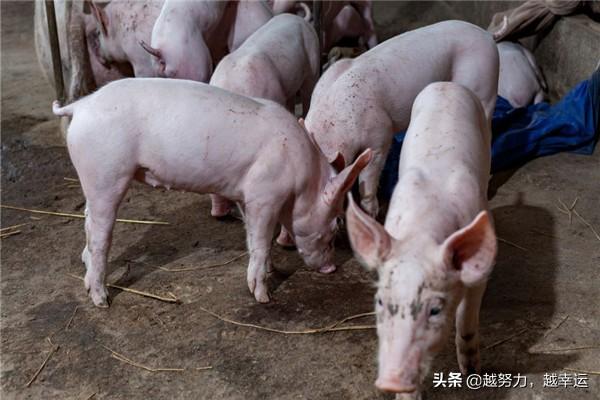 5000头养猪场污水处理设备多少钱 养猪场污水处理方法？