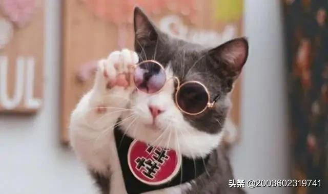 刚买了新手机，想要个比较搞笑的壁纸哪里有啊？