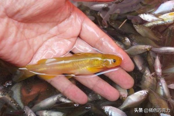 黄骨鱼放苗之后要注意什么事项 一立方水放多少尾黄骨鱼？