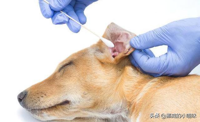 金毛犬有泪痕怎么办,第7张