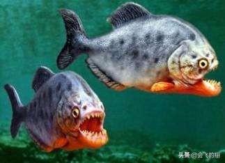 亚马逊河的动物（在亚马逊生活的动物有什么？）