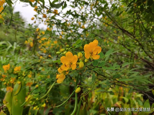 大家操（我怀孕了，老公不在身边，家里人什么都不让干，每天好无聊呀，谁能告诉我该怎么打发时间？）