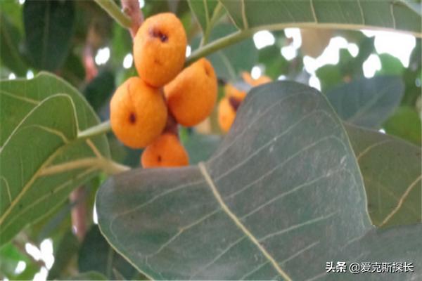 园林树木常见的树形
