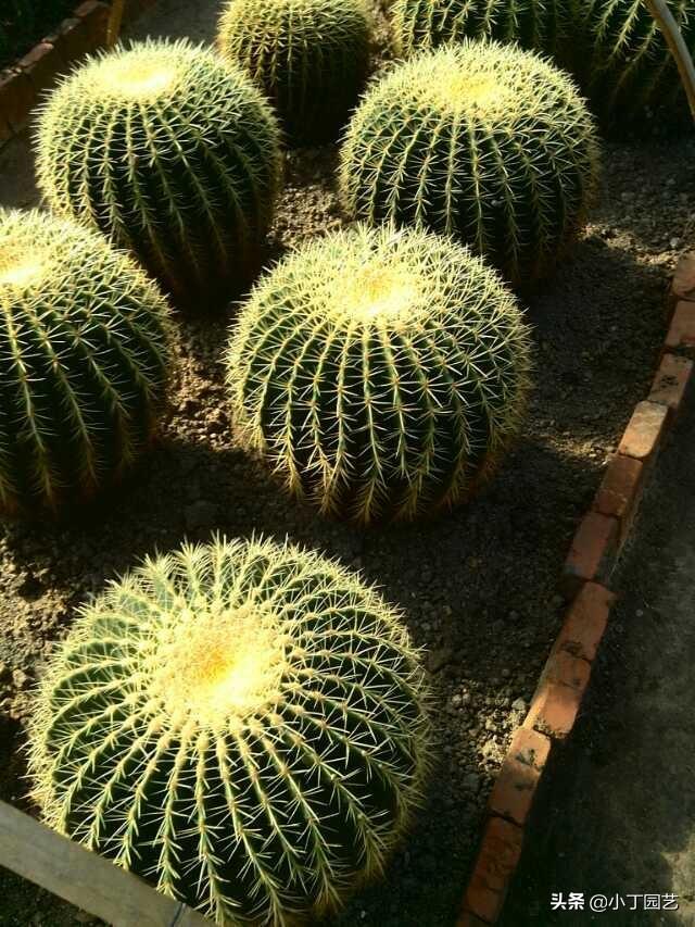 花园花卉选择阳光不足? 花园花卉选择阳光不足的原因!