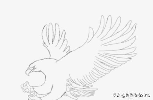 老鹰的素描图片 真鹰图片大全大图
