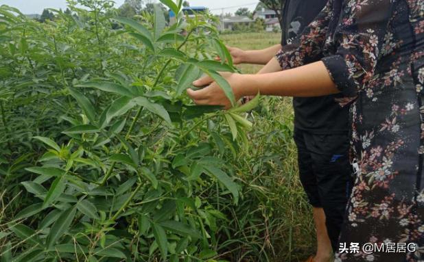 花椒树的种植方法，花椒树的种植方法及管理技术