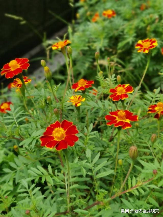 花艺行业的商业化现状如何? 花艺行业的商业化现状如何写!