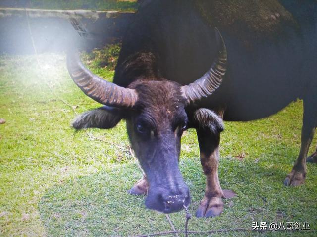 临沂市哪里有看牛的