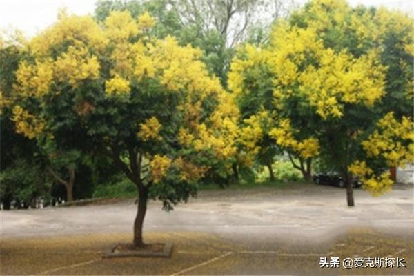 园林树木常见的树形
