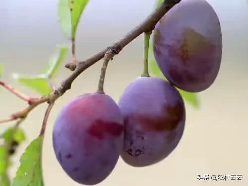 高山菜做法家常做法大全(图7)