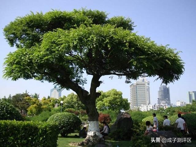 淡雅图片 唯美花草,淡雅图片唯美花草