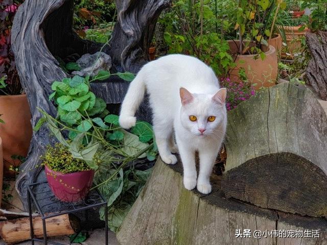 养猫怎样注意卫生,第6张