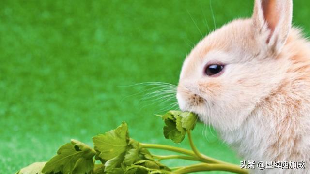 如何正确的喂养宠物兔吃什么