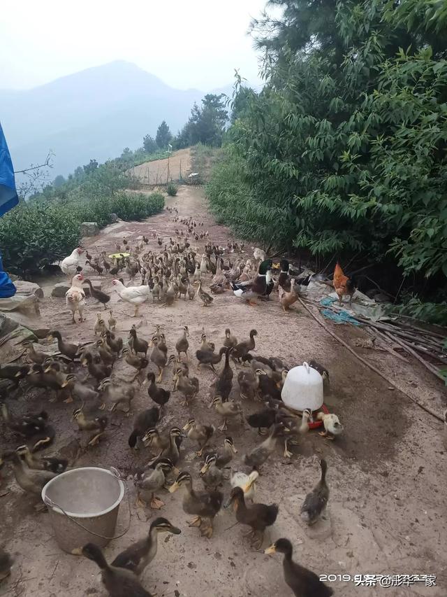 现在种植什么树苗的前景好