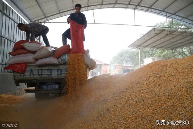 粮食价格低为什么还要种地，粮食价格低为什么还要种地呢