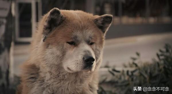 除了《犬王》和《一条狗的使命》，还有哪些关于狗的电影比较好看感人