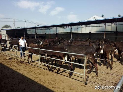 养殖场建设项目可行性报告模板下载 在自家地里建养殖场政府同意吗？需要办什么手续？