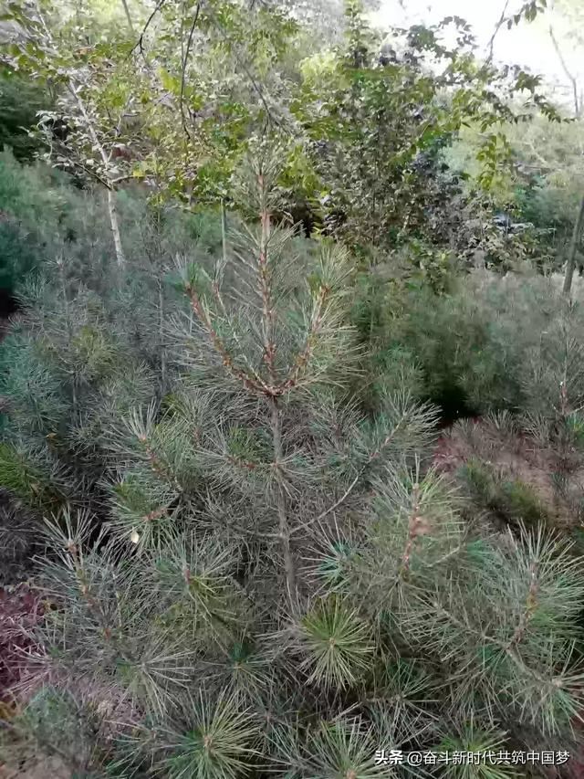 中国著名山地景观设计中国著名山地景观设计师有哪些