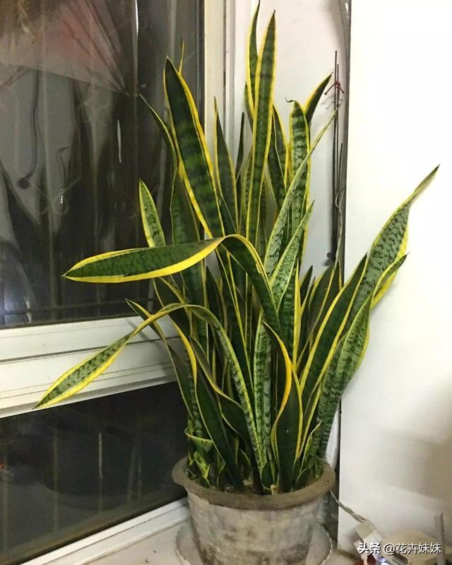 虎皮兰叶子枯萎，请问是怎么回事？可以挽救吗,第5张