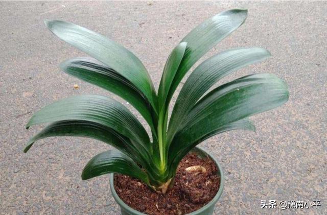 室内花草怎样浇水长得好 花才能开花,室内花草怎样浇水长得好 花才能开花呢