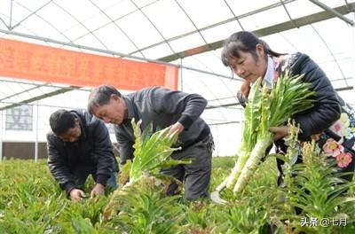 农业种植名字大全