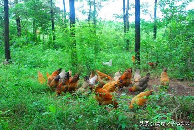 花园菜地木桩怎么种植视频,花园菜地木桩怎么种植视频教程