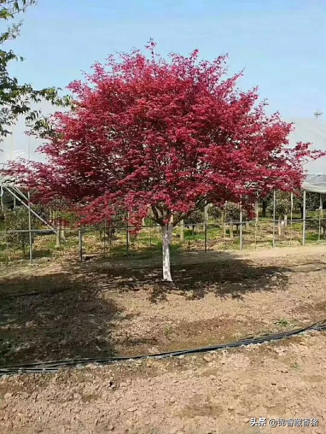 苗木花卉种类 种植方法图片