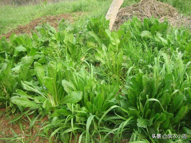 果园里适合种植什么草,果园里适合种植什么草莓